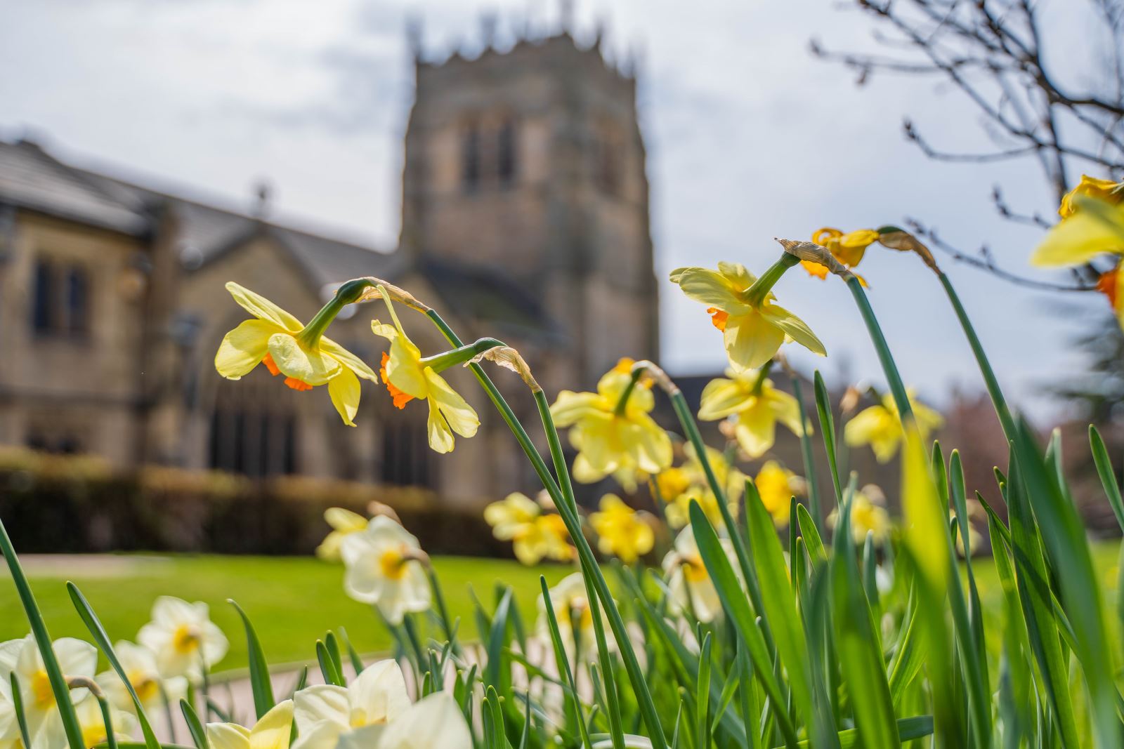 Daffodils at Bradford Cathedral